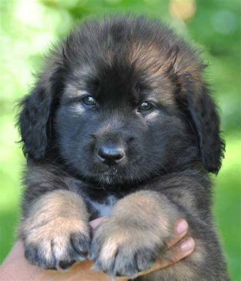  Good Dog helps you find the Leonberger puppy of your dreams by making it easy to discover Leonberger puppies for sale near you